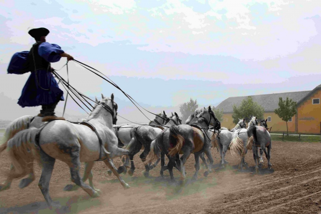 The csikos are the inventors of the famous Hungarian post: a rider leads a team of six or even ten horses, standing on the rump of the last two.