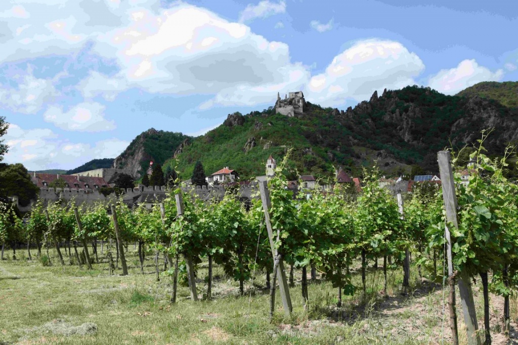 Vineyards and ruins of the Dürnstein fortress.