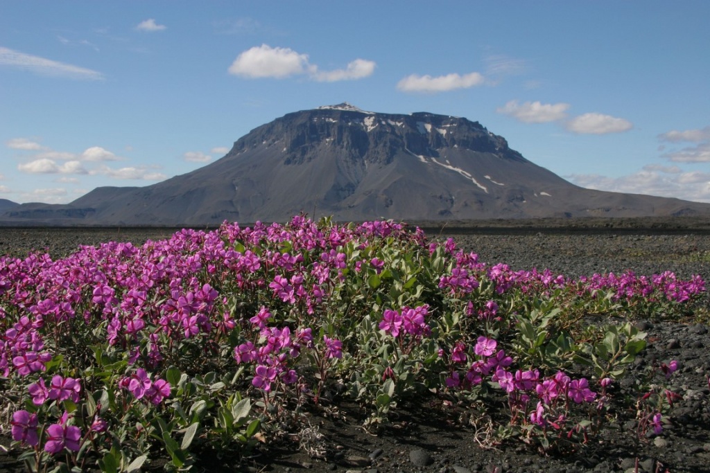 The austere beauty of the Herdubreid volcano contrasts with the softness of a carpet of moraine willowherb (Epilobium fleischeri) that thrives in an expanse of black volcanic ash. This perennial blooms from late June to August. Its red root contains an antifreeze substance called anthocyanin.