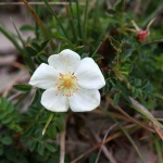 Chausey - flower