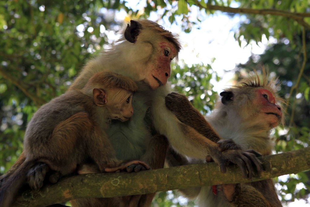 This primate, found only in Sri Lanka, is a highly intelligent and endearing monkey that lives in groups of around thirty individuals, with highly hierarchical intra-group relationships that the Sri Lankans compare to the caste system in India. 