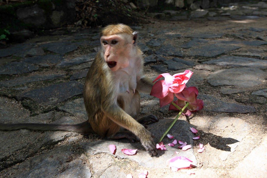 A macaque has managed to steal a lotus flower and is about to eat it.