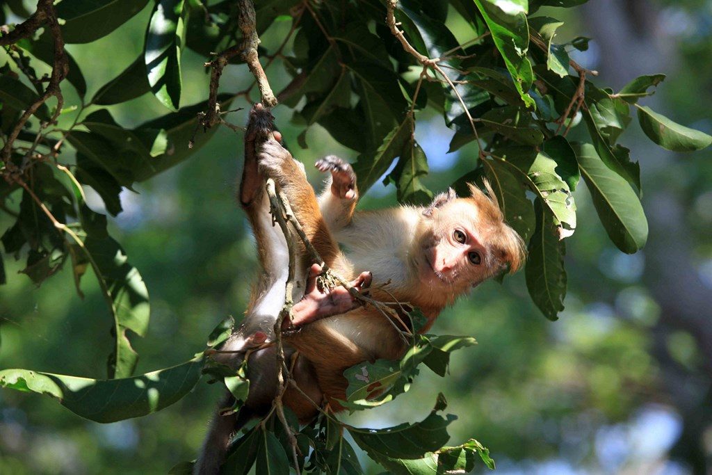 Aussi à l’aise sur le sol que dans les branches, le macaque est un acrobate virtuose qui n’hésite pas à plonger dans les lacs pour ramasser les graines de nénuphars dont il se régale. 