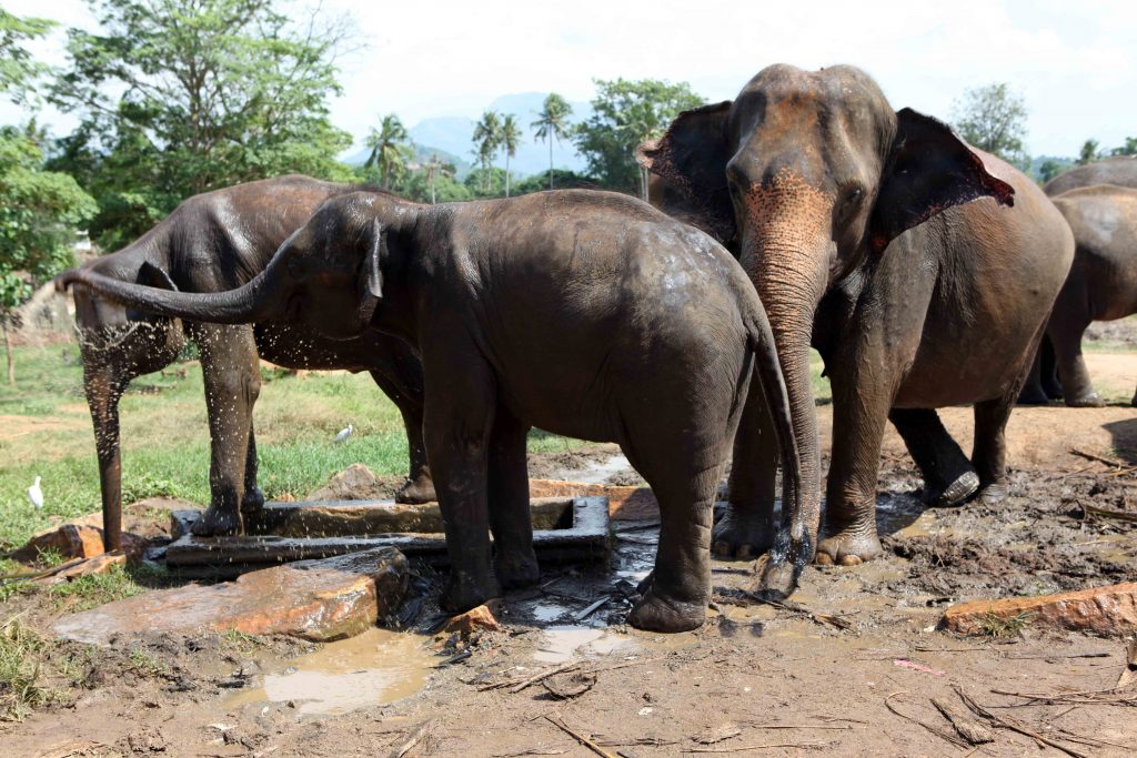 Le centre héberge environ 80 éléphants, mâles et femelles, sur trois générations.