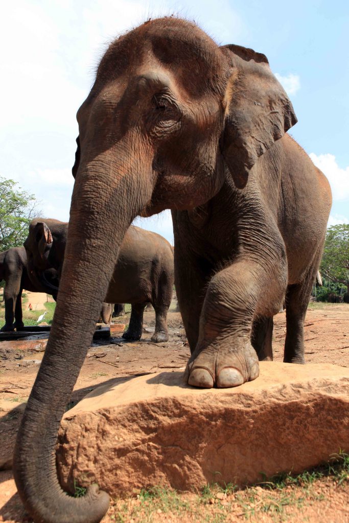 On peut approcher les éléphants de très près. Tout au moins les plus habitués aux visiteurs. 