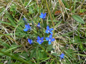 La gentiane de printemps (Gentiana verna) illumine de ses petites fleurs bleues les prairies humides et les pâturages.