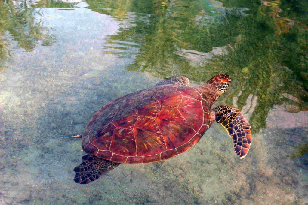 This sea turtle is housed at the turtle clinic located within the InterContinental hotel. The clinic is run by the "te mana o te moana" association, which takes in and cares for many injured turtles before releasing them back into the wild. http://www.temanaotemoana.org/fr/