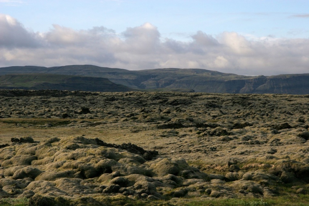 Mousses et lichens colonisent naturellement les champs de laves.