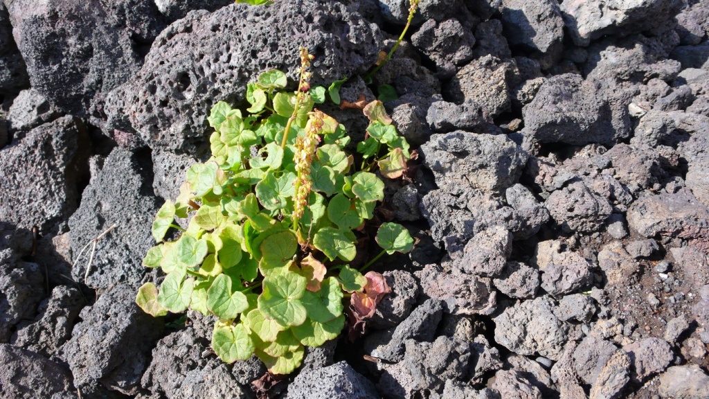 L?oxyria à deux carpelles (Oxyria digyna)est une plante vivace élégante qui fleurit sur les morceaux de lave humide de juillet à septembre.