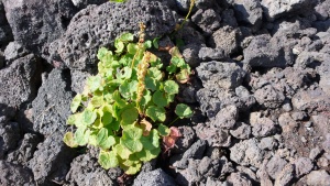 L’oxyria à deux carpelles (Oxyria digyna)est une plante vivace élégante qui fleurit sur les morceaux de lave humide de juillet à septembre.
