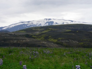 Les lupins (Lupinus nootkatensis) en fleurs enchantent les paysages islandais en juin et juillet. Cette plante n'appartient pas à la flore endémique de l'Islande. Ils ont été introduits d'Alaska en 1945 par le service des "Eaux et Forêts" islandais, dans le but d'enrayer la désertification de certaines zones et de lutter contre l?érosion des sols, notamment dans l'intérieur de l'Islande.
