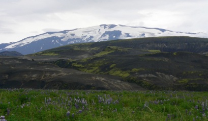 Lupins (Lupinus nootkatensis) in flower enchant the Icelandic landscape in June and July. This plant is not endemic to Iceland. They were introduced from Alaska in 1945 by the Icelandic Water and Forestry Service, with the aim of halting the desertification of certain areas and combating soil erosion, particularly in the interior of Iceland.