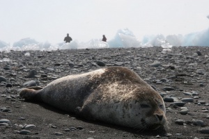 On the shore of Jökulsárlón, a young seal warms up in the sun.