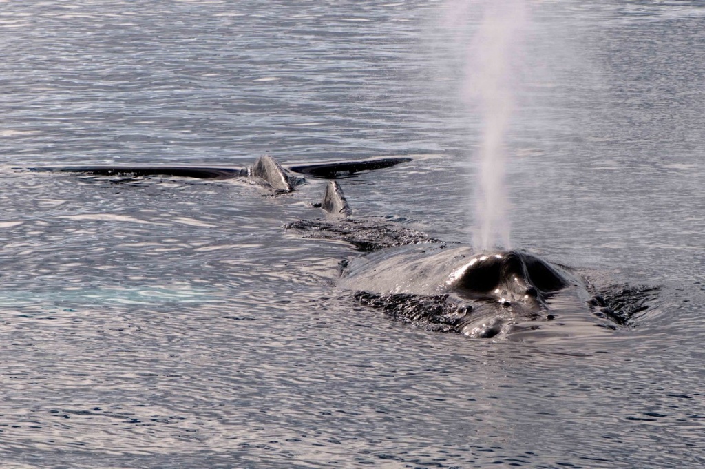 Une baleine à bosse ou jubarte expulse l?air de ses poumons.
