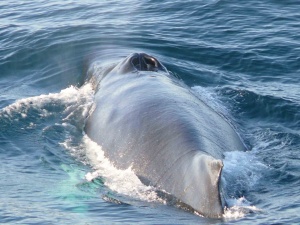 Une baleine à bosse ou jubarte expulse l?air de ses poumons.