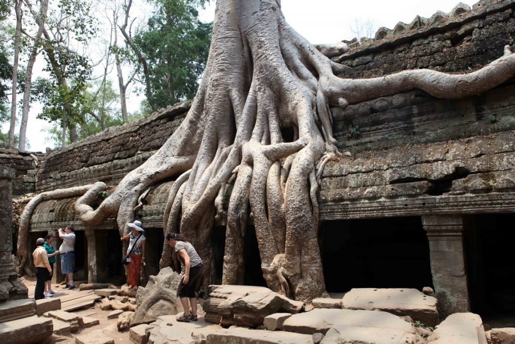 At Ta Prohm, the plant meets the mineral.