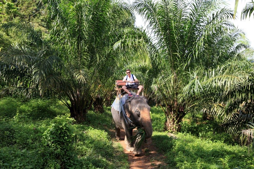 Promenade à dos d’éléphants dans la palmeraie de Khao Sok.
