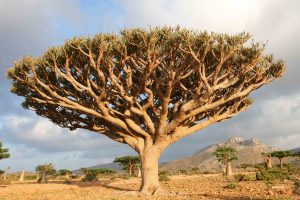 Ici, les euphorbes (Euphorbia arbuscula) sont des arbres. Ils croissent aussi bien sur les hauts plateaux calcaires du nord de l’île que sur les roches granitiques du littoral.