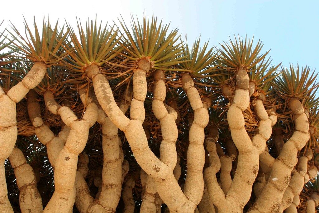 Les feuilles persistantes en forme de glaive du sang-dragon captent l’humidité des brumes qui tombent sur Socotra.