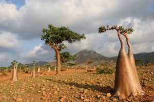 Adénium obèse ou rose du désert et arbre à encens. Le nom de l’adénium semble issu du nom de la ville d’Aden.
