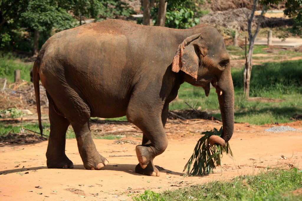 For wild elephants, the challenge is to survive in an increasingly hostile environment. 