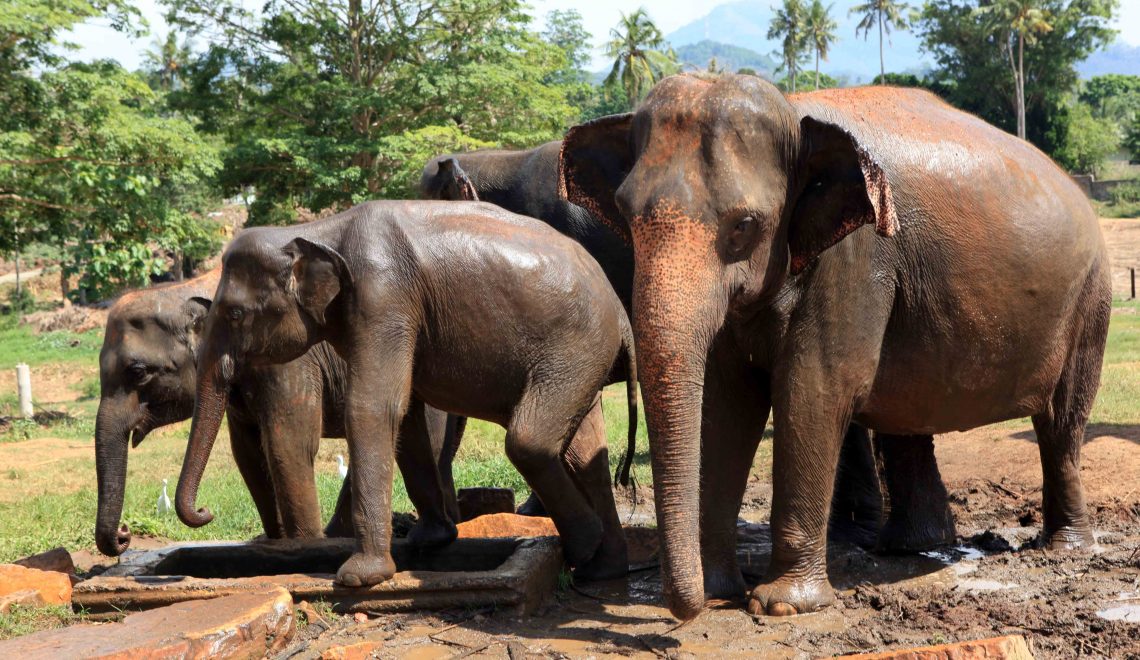 Sri Lanka elephants Travel Universe