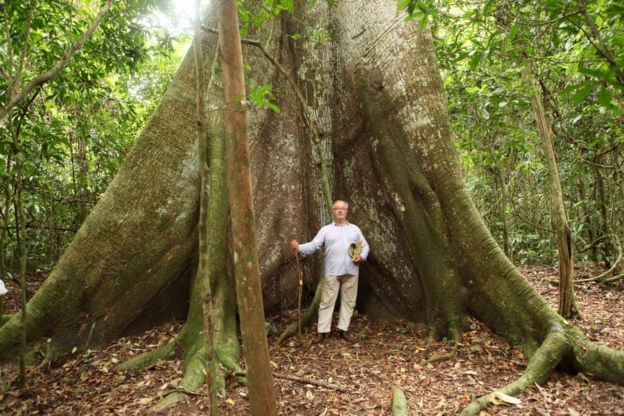 La randonnée nous fait découvrir d’immenses arbres vieux de 600 à plus de 1000 ans. 