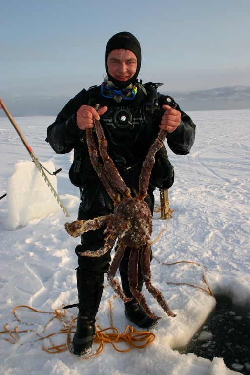 The Kamchatka king crab is endangering the Barents Sea ecosystem.