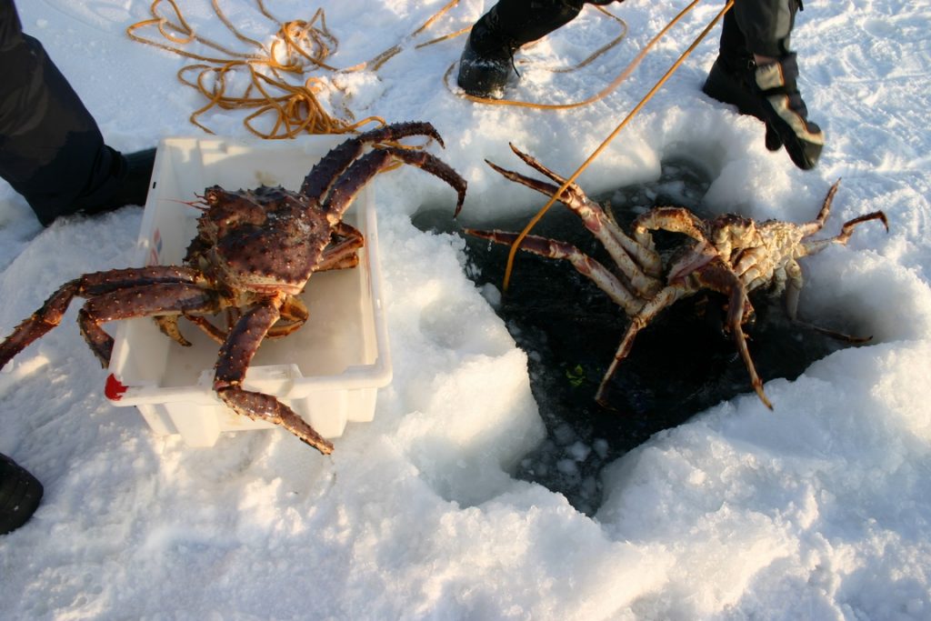 Norvège. Le plongeur remonte les premiers crabes royaux.