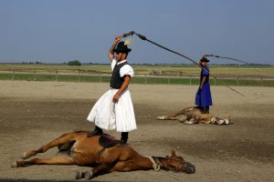 Les csikós utilisent un grand fouet qu’ils font claquer dans l’air au-dessus de leurs chevaux pour les faire travailler mais ils ne les frappent jamais avec.