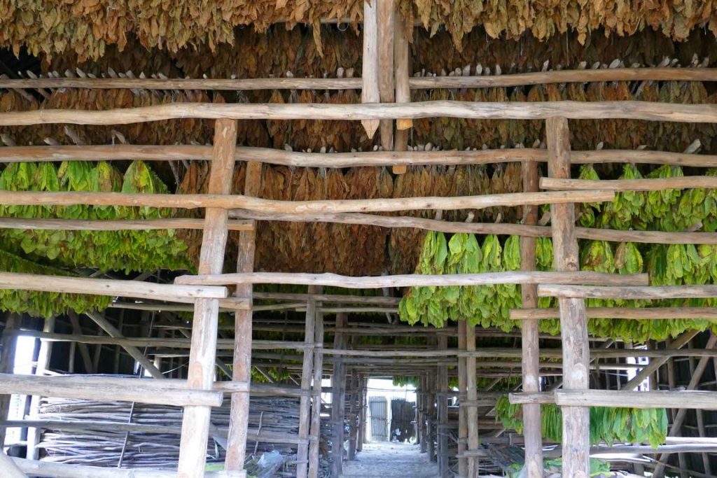 Pinar del Rio. In the plantations or vegas, each leaf is picked by hand, then dried in large, ventilated sheds in the open air.