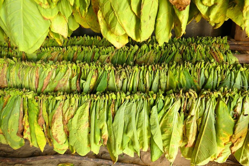 Pinar del Rio. Tobacco leaves that are still green when they begin to dry.