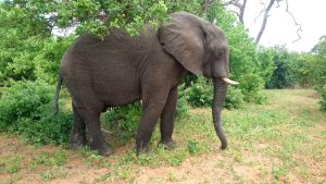 Bostwana. Parc national Chobé. Quelque 40 000 éléphants y vivent en toute liberté, théoriquement à l’abri des braconniers qui y sont pourchassés par des rangers peu enclins à l’indulgence.