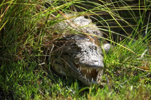 Bostwana. Parc national Chobé. Crocodile à l'affût d'une proie.