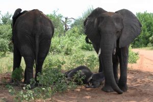Bostwana. Parc national Chobé. Bébé éléphant fait sa sieste entre sa mère et une autre femelle, chacune regardant dans un sens opposé pour surveiller d'éventuels prédateurs.