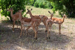 Bostwana. Parc national Chobé. Les Impalas vivent en troupeaux d'une vingtaine de femelles sous la surveillance d'un mâle.