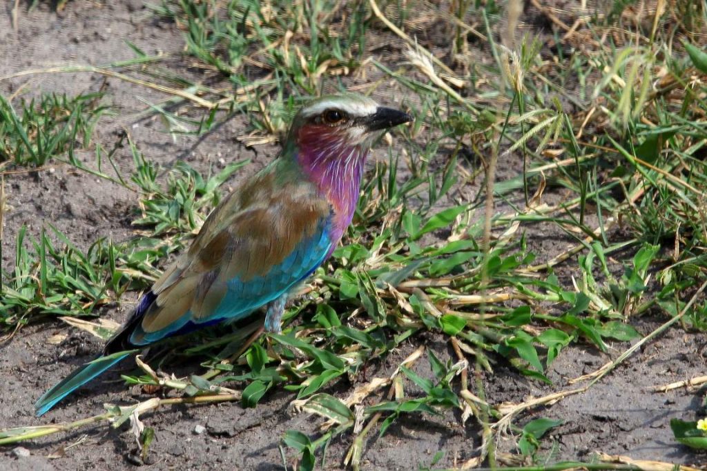 Bostwana. Chobé National Park. Long-tailed Roller.
