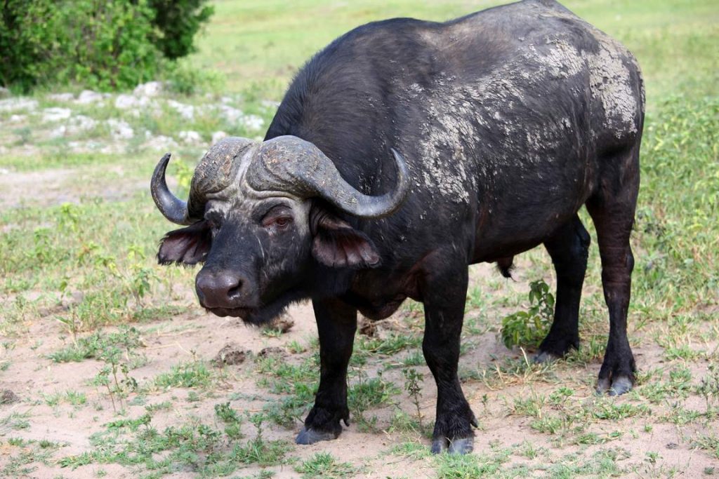 Bostwana. Parc national Chobé. Le buffle est de loin l'animal le plus dangereux pour l'homme.