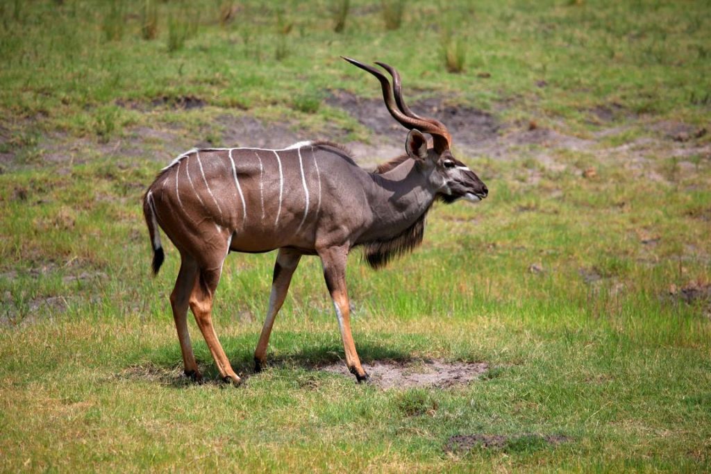Bostwana. Parc national Chobé. Les Koudous portent entre 6 et 8 rayures verticales sur le corps. Les mâles portent de grandes cornes torsadées.