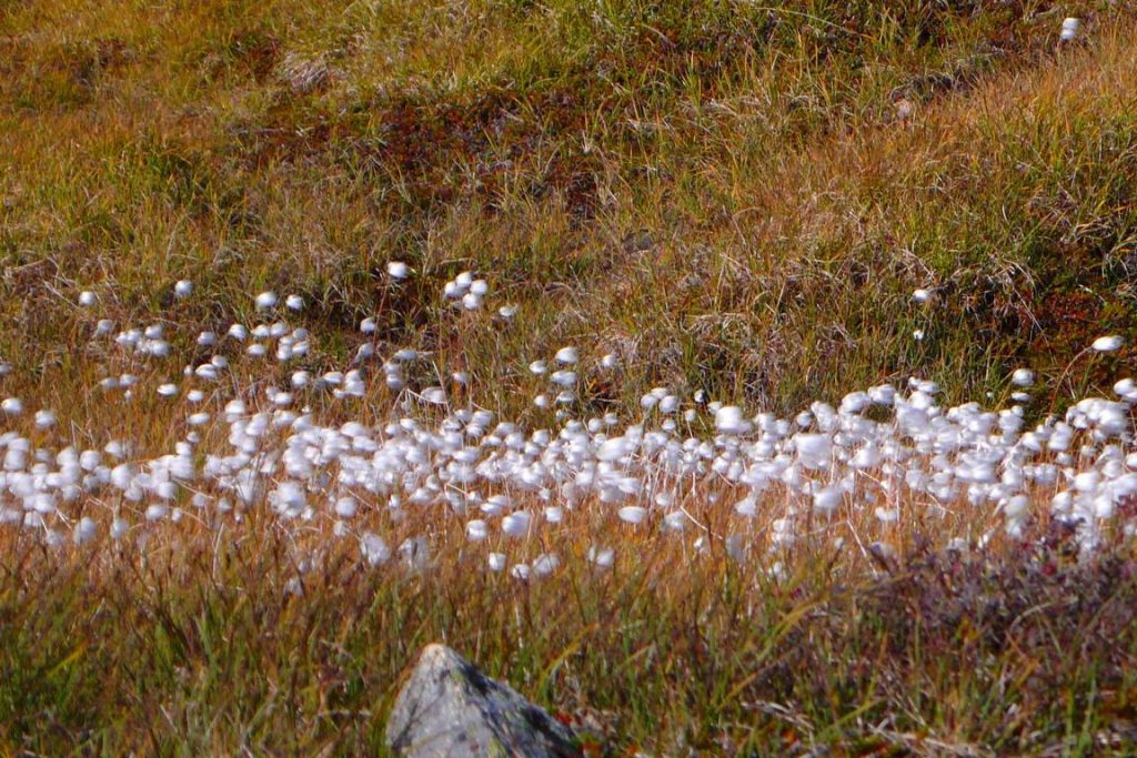Greenland. Scheuchzer's cottongrass (Eriophorum scheuchzeri).
