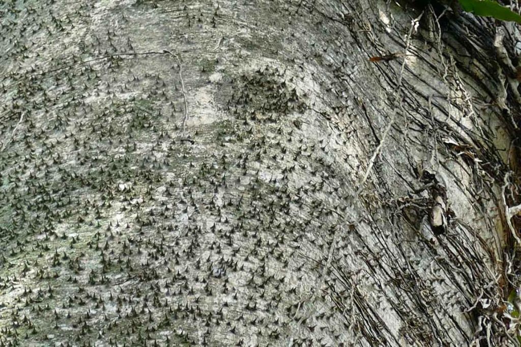 Brésil. Rio de Janeiro. Le tronc de l'açacu est couvert de grosses épines coniques (raison pour laquelle les Anglo-saxons l’appellent monkey no climb : le singe ne grimpe pas). 