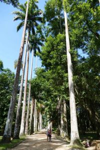 Brésil. Rio de Janeiro. Jardin botanique. Tous les palmiers impériaux descendent des graines d'un même arbre, qu'on appelle ici la Palma Mater.