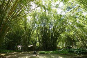 Brésil. Rio de Janeiro. Bambouseraie du jardin botanique en bordure d'un petit cours d'eau.