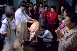 Corée du Sud. Rituel chamanique ou kut. Après l'épreuve de vérité, le cochon est salué par tous les participants.
