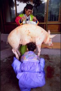 Corée du Sud. rituel chamanique ou kut. Epreuve de vérité dite du cochon.