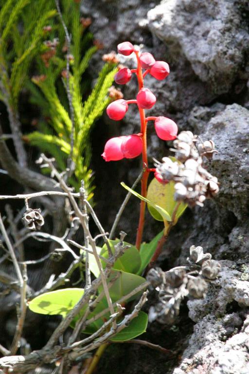La Réunion. Petit bois de rampart (Agarista buxifolia). Ne vous fiez pas à ces beaux petits grelots, ctte éricacée est aussi belle que vénéneuse.