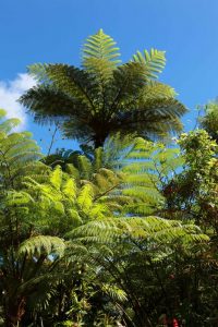 Reunion Island. Tree fern or Alsophile de Bourbon. Known locally as Fanjan, this magnificent plant is common in damp mountain forests.