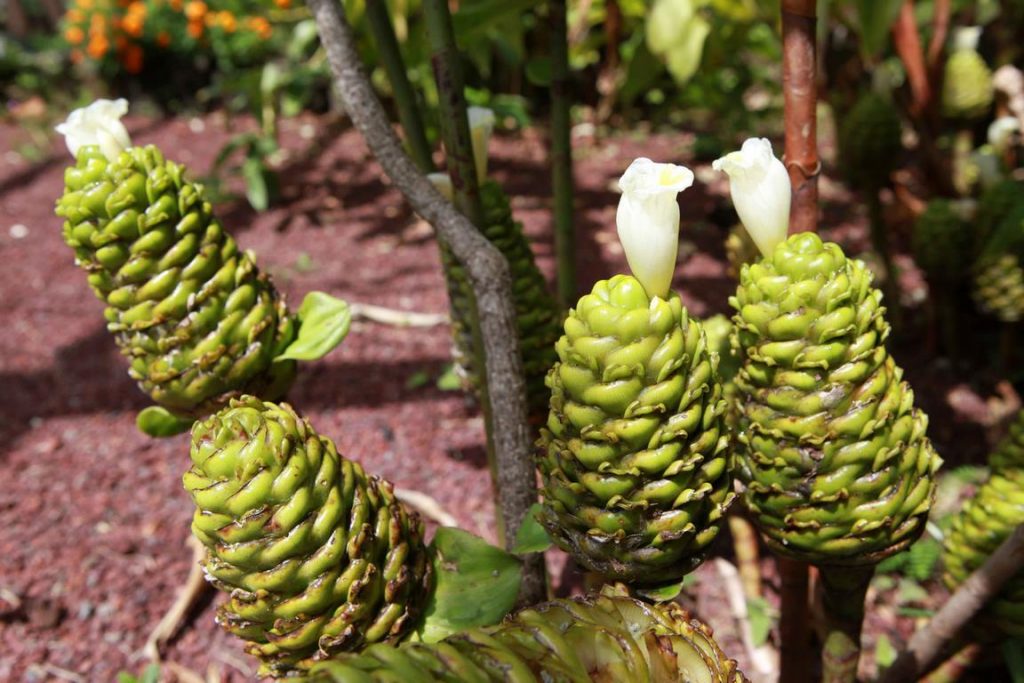 La Réunion. Costus africain (Costus afer). Le gingembre spirale est une plante médicinale et ornementale, à feuilles comestibles. 