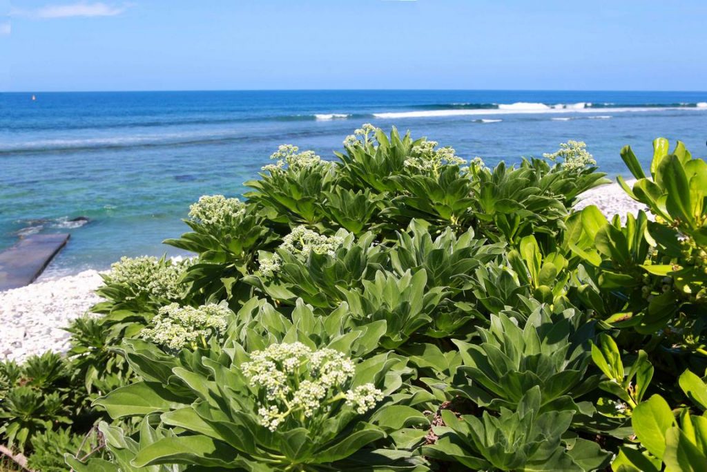 La Réunion. Veloutier bord de mer ou Héliotrope argenté. On le plante pour embellir l'arrière des plages.  