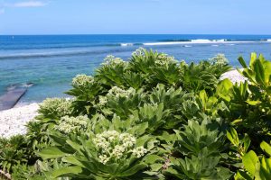 La Réunion. Veloutier bord de mer ou Héliotrope argenté. On le plante pour embellir l'arrière des plages.